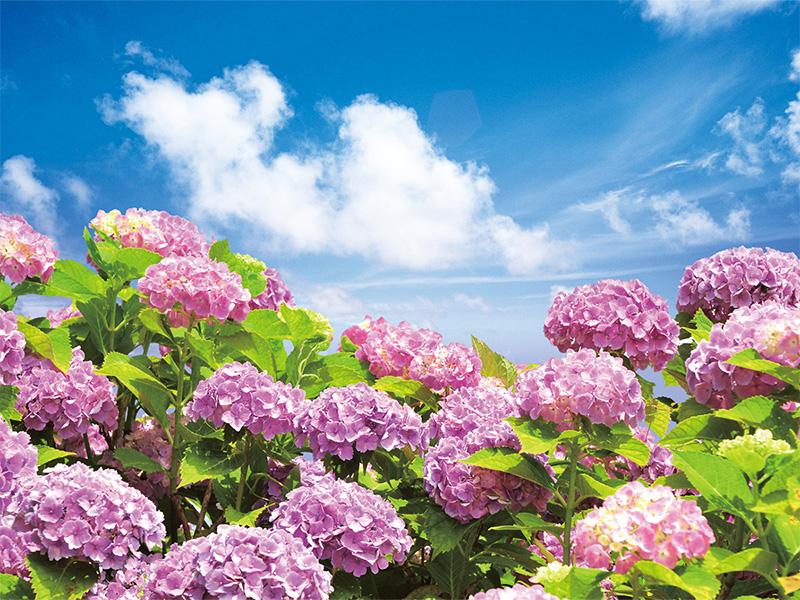 屋外で楽しむ！初夏の花とおすすめおでかけスポット～君津の森篇～