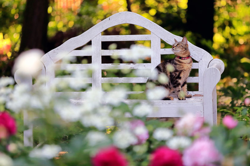 バラと猫の楽園「ドリプレ・ローズガーデン」の楽しみ方をご紹介