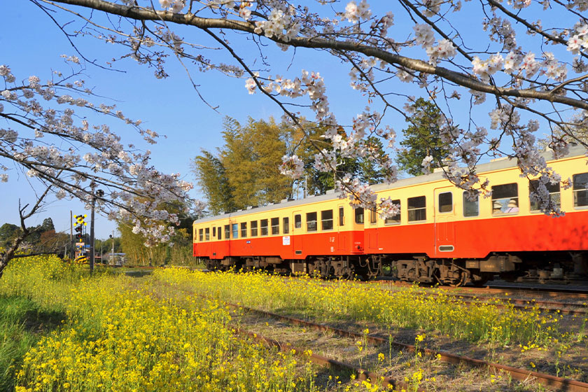 小湊鉄道キハ200形と菜の花畑